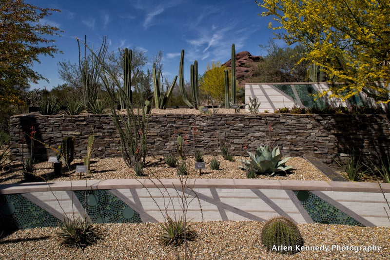 Desert Botanical Garden